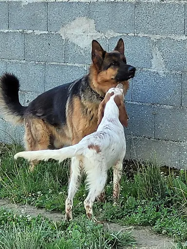 Pension Canine des Sentiers de la Douyne