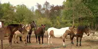 Les Poun S en Herbe