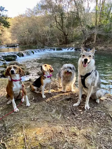 My Dog School