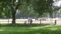Ladhuie Équitation
