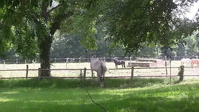 Ladhuie Équitation