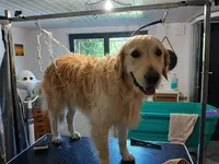 Au P’tit Bonheur Canin