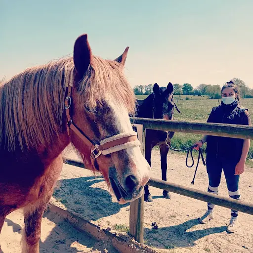Ferme Equestre de la Petite Lande