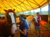Biodynamicaval, Centre de Thérapie Avec le Cheval et d'Équithérapie