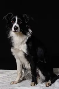 Cynozou: Comportementaliste Canin, Educateur Canin et Zootherapie