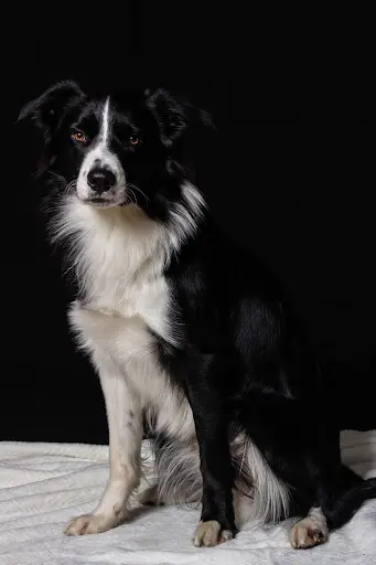 Cynozou: Comportementaliste Canin, Educateur Canin et Zootherapie