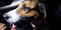 Cercle Canin Montechois