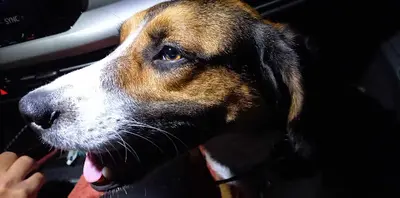 Cercle Canin Montechois