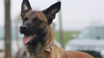 Tylou Éducateur Canin - Soins Énergétiques sur les Animaux