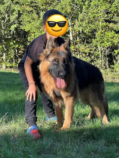 Élevage Canin des Gardiens du Palais