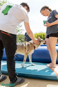 Helo Dog Training - Éducateur Canin Intervenant en Comportement