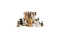 Formidog - Educateur Comportementaliste Canin
