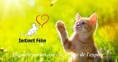 Instinct Félin
