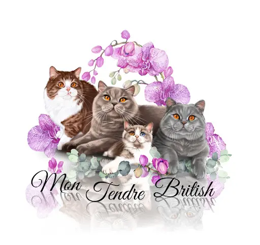 Chatterie Mon Tendre British