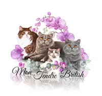 Chatterie Mon Tendre British