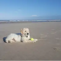 Golden Retriever de la Belle Lady