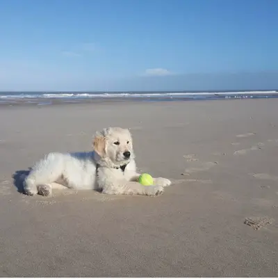 Golden Retriever de la Belle Lady