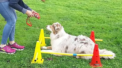 Montendre Canin