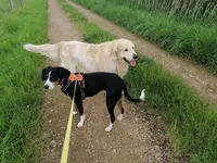 Pension Chien Jura