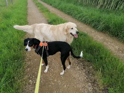 Pension Chien Jura