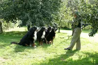 Education Canine du Golfe