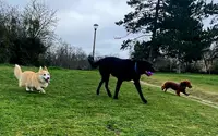 Scarlette & Friends