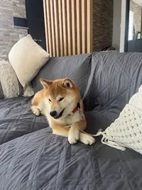 Elevage de Shiba Inu : du Lac de Beaulieu