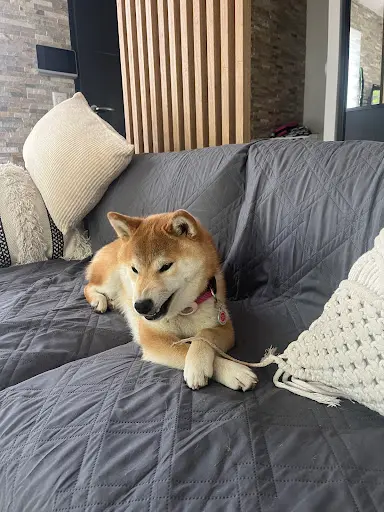 Elevage de Shiba Inu : du Lac de Beaulieu