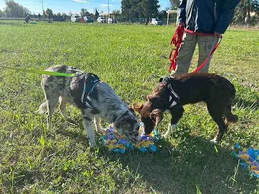 Etho Animal - Club Canin À Monteux - Éducation Bienveillante, Agility, Ateliers et Formations