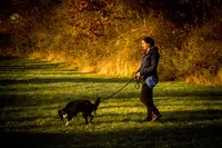 Framily Dogs