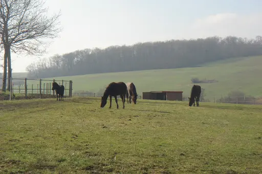 Pension Chevaux Moulin de la Ville Chamblon