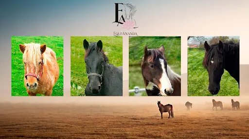Equi Ananda - Caroline Semenov - Équithérapeute À Montferrat