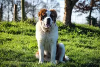 l'Académie des Chiens Ille et Vilaine