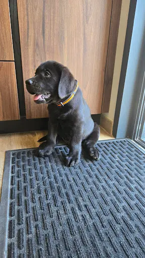 Labradors de la Vallée de la Brière