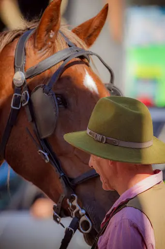 Cheval en Renes - Activité Equestre Attelage