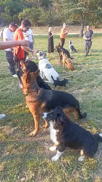 L’école des Âm’nimo - Communication Animale, Éducateur Comportementaliste Canin