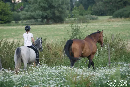 Montgeron Equitation