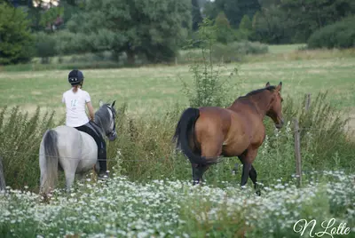 Montgeron Equitation