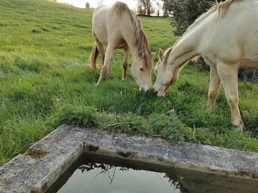 Les Écuries de Montgibaud
