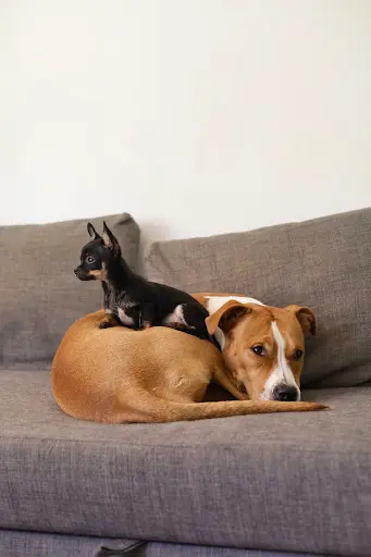 Élevage les Chihuahuas du Royaume du Lac