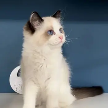 Les Ragdolls de L’arbre aux Chats