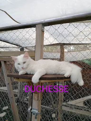 Au Paradis du Chat