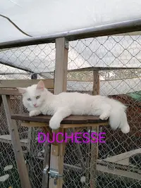Au Paradis du Chat