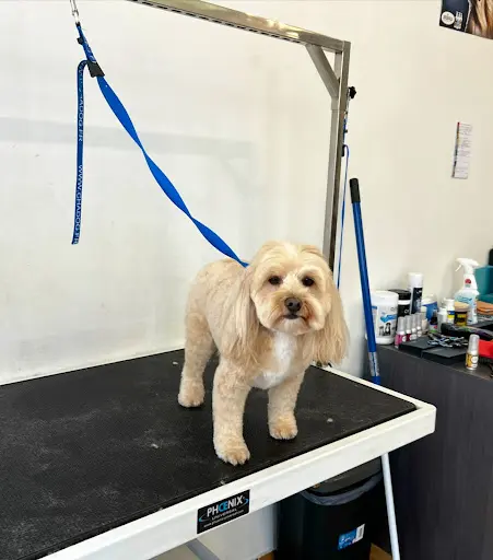 Doggos Grooming, Artisan Toiletteur