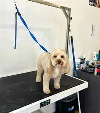 Doggos Grooming, Artisan Toiletteur