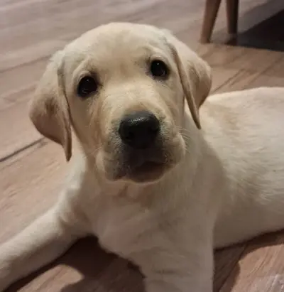 Elevage du Domaine de Saint Antoine( Labradors)