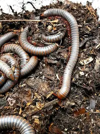 Insectorus