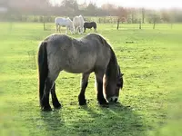 Ferme Equestre le Petit Sault