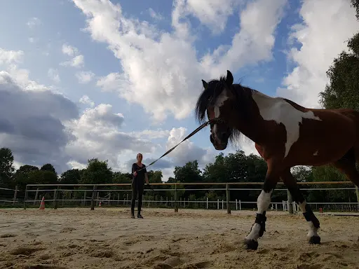 Haras du Croc Marin