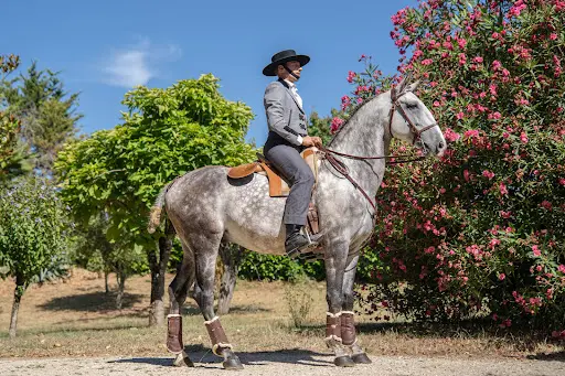 Elevage du Dastugue: Chevaux Lusitaniens